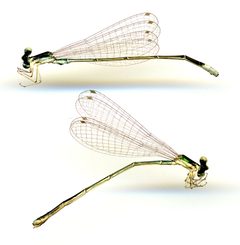 Nehalennia gracilis by the Smithsonian. Used under a CC0 license.