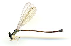 Nehalennia minuta by the Smithsonian. Used under a CC0 license.