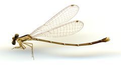 Nehalennia pallidula by the Smithsonian. Used under a CC0 license.