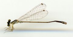 Nehalennia pallidula by the Smithsonian. Used under a CC0 license.