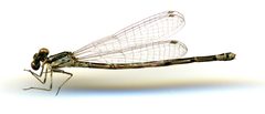 Neoerythromma cultellatum by the Smithsonian. Used under a CC0 license.