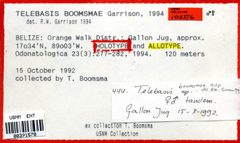 Telebasis boomsmae by the Smithsonian. Used under a CC0 license.
