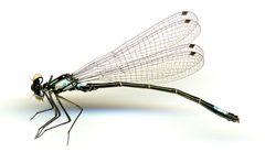 Zoniagrion exclamationis by the Smithsonian. Used under a CC0 license.