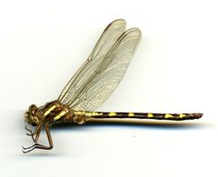 Cordulegaster (Zoraena) bilineata by the Smithsonian. Used under a CC0 license.