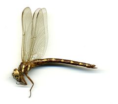Cordulegaster (Zoraena) bilineata by the Smithsonian. Used under a CC0 license.