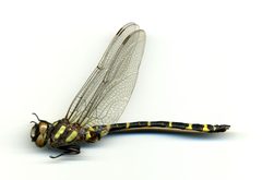 Cordulegaster diadema by the Smithsonian. Used under a CC0 license.