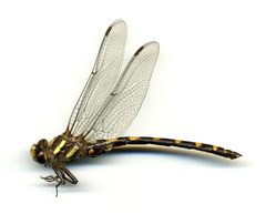 Cordulegaster dorsalis by the Smithsonian. Used under a CC0 license.