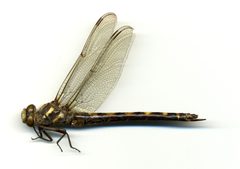 Cordulegaster dorsalis by the Smithsonian. Used under a CC0 license.