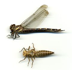 Cordulegaster maculata by the Smithsonian. Used under a CC0 license.