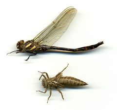 Cordulegaster maculata by the Smithsonian. Used under a CC0 license.