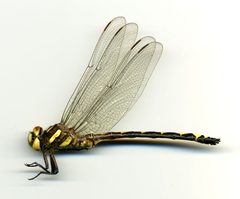 Cordulegaster obliqua by the Smithsonian. Used under a CC0 license.