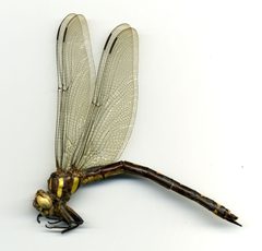 Cordulegaster obliqua by the Smithsonian. Used under a CC0 license.