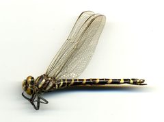 Cordulegaster sayi by the Smithsonian. Used under a CC0 license.