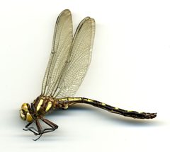Cordulegaster talaria by the Smithsonian. Used under a CC0 license.