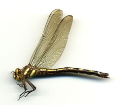 Cordulegaster talaria by the Smithsonian. Used under a CC0 license.