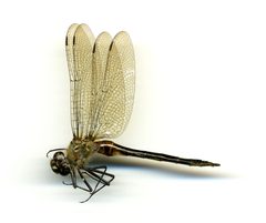 Cordulia shurtleffi by the Smithsonian. Used under a CC0 license.