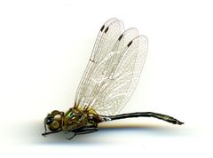 Dorocordulia lepida by the Smithsonian. Used under a CC0 license.