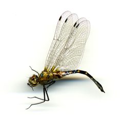 Dorocordulia lepida by the Smithsonian. Used under a CC0 license.