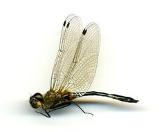 Dorocordulia libera by the Smithsonian. Used under a CC0 license.