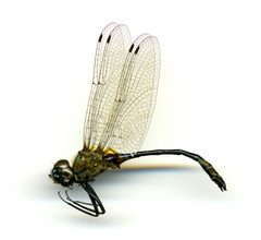 Dorocordulia libera by the Smithsonian. Used under a CC0 license.