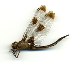 Epitheca princeps by the Smithsonian. Used under a CC0 license.