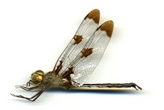 Epitheca princeps by the Smithsonian. Used under a CC0 license.