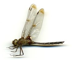 Epitheca princeps by the Smithsonian. Used under a CC0 license.