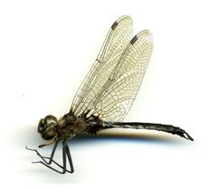 Epitheca spinigera by the Smithsonian. Used under a CC0 license.