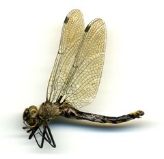 Epitheca spinigera by the Smithsonian. Used under a CC0 license.
