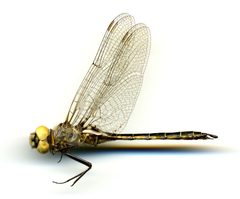 Epitheca stella by the Smithsonian. Used under a CC0 license.