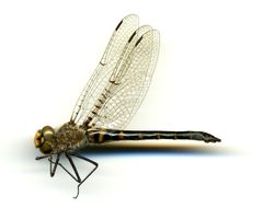 Helocordulia selysii by the Smithsonian. Used under a CC0 license.