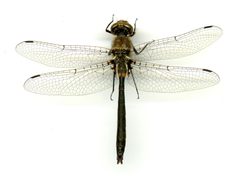 Helocordulia selysii by the Smithsonian. Used under a CC0 license.
