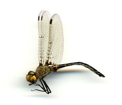 Helocordulia selysii by the Smithsonian. Used under a CC0 license.