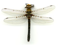 Helocordulia selysii by the Smithsonian. Used under a CC0 license.