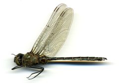 Somatochlora cingulata by the Smithsonian. Used under a CC0 license.
