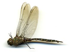 Somatochlora cingulata by the Smithsonian. Used under a CC0 license.