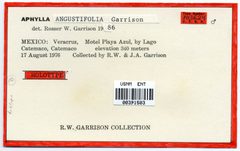 Aphylla angustifolia by the Smithsonian. Used under a CC0 license.