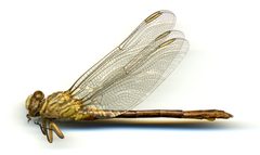 Aphylla protracta by the Smithsonian. Used under a CC0 license.