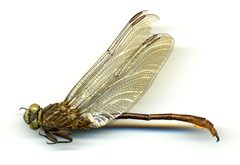 Aphylla protracta by the Smithsonian. Used under a CC0 license.