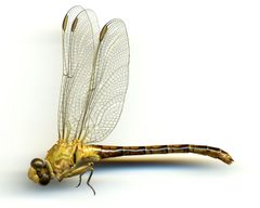 Erpetogomphus crotalinus by the Smithsonian. Used under a CC0 license.