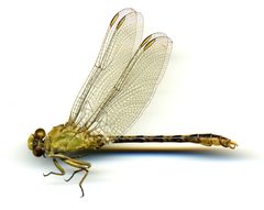 Erpetogomphus crotalinus by the Smithsonian. Used under a CC0 license.