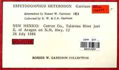 Erpetogomphus heterodon by the Smithsonian. Used under a CC0 license.