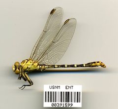 Erpetogomphus heterodon by the Smithsonian. Used under a CC0 license.