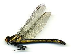 Hagenius brevistylus by the Smithsonian. Used under a CC0 license.