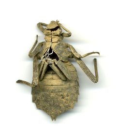 Hagenius brevistylus by the Smithsonian. Used under a CC0 license.