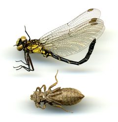 Lanthus vernalis by the Smithsonian. Used under a CC0 license.