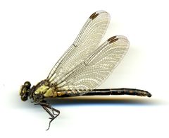 Octogomphus specularis by the Smithsonian. Used under a CC0 license.