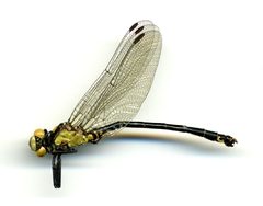 Octogomphus specularis by the Smithsonian. Used under a CC0 license.