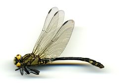 Ophiogomphus anomalus by the Smithsonian. Used under a CC0 license.
