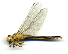 Ophiogomphus arizonicus by the Smithsonian. Used under a CC0 license.